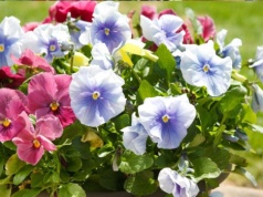 Kupiłeś bratki? Zahartuj je w ten sposób, a będą kwitły miesiącami