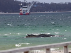 Akcja ratunkowa na Bałtyku zakończona. Wieloryb zdołał się uwolnić