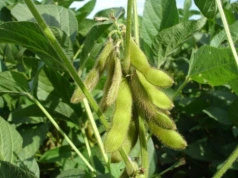 5 nowych odmian soi w rejestrze. Sprawdź, które dają najwyższy plon