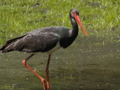Bocian czarny wciąż jest rzadkim widokiem. Czy zobaczymy go nad Biebrzą?