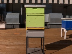 Pszczoły w Polsce zaczynają się budzić. Trwa kluczowy okres