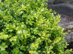 Czym zastąpić bukszpan? Eksperci wskazują dwie rośliny, które dorównują urodą