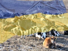 Zyski mleczarstwa dwa razy wyższe mimo wojny. Ukraina przyspiesza