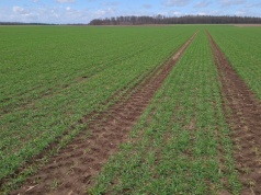 Daxur – skuteczne działanie przeciwko patogenom zbóż w każdych warunkach