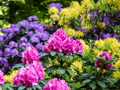 Zmieszaj z wodą i podlej rododendrony. Odżywka z fusów nie ma sobie równych