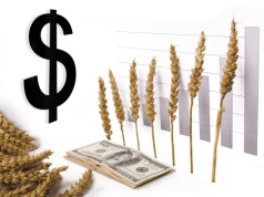 Drożejąca ropa rozgrzała rynki. Zboża i oleiste odbijają po nerwowej sesji