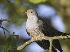 Jak samica kukułki podrzuca jaja innym ptakom? Sprytna strategia gatunku