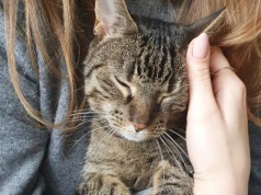 Obowiązkowy czip dla każdego kota. Rząd szykuje dużą zmianę