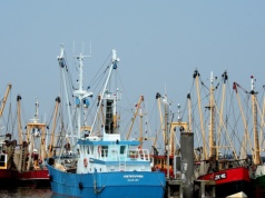 Z naszego menu znikną ryby? Wysokie ceny diesla paraliżują europejskie rybołówstwo