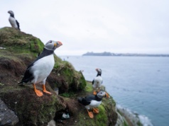 Tysiące martwych ptaków na plażach w Europie. Przegrywają z ekstremalną pogodą