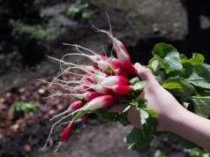 Chrupiące rzodkiewki bez robaków? Posyp tym ziemię wokół. Szkodniki od razu uciekną