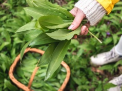 Naturalny antybiotyk z lasu. Właśnie zaczął się sezon: zajadaj i rób zapasy