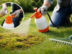 Zmieszaj to z wodą i spryskaj mech na trawniku. Efekt w 24h