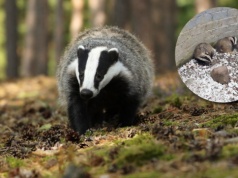 Strażnicy miejscy nieźle się zdziwili. W basenie utknęły dwa borsuki