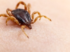 Afrykańskie kleszcze roznoszą w Polsce egzotyczne bakterie. Nowe odkrycie