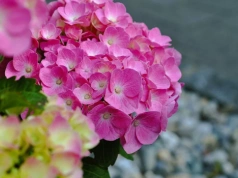 Wystarczy kilka kromek suchego chleba, by hortensja obsypała się kwiatami