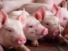 Zróżnicowana sytuacja na rynku warchlaków: importowane tanieją, ceny krajowych stabilne lub na lekkim plusie