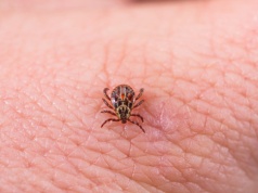 Nowa nadzieja w walce z boreliozą. Szczepionka skuteczna w badaniach