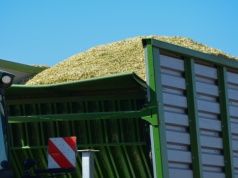 Najlepsze odmiany kukurydzy na kiszonkę. Rekomendacje firm na sezon 2026