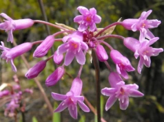 Posadź w ogrodzie i zapomnij o problemie. Krety i nornice omijają ją szerokim łukiem