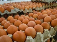 Sklepy wycofują popularne jajka. Zmieni się los milionów kur