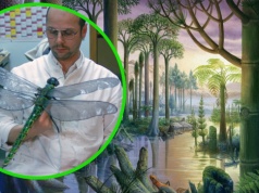 Naukowiec odkrył, czemu insekty kiedyś były ogromne, a już nie są