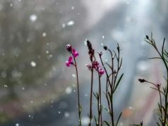 To będzie biała Wielkanoc? W prognozie widać przymrozki. Synoptyk odkrywa karty
