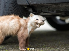 Próbowałeś już wszystkiego, by pozbyć się kun? Ten trik działa