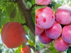 Mało znane śliwy wchodzą do ogrodów. Plon już po 2 latach