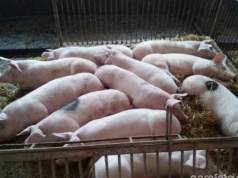 Ceny tuczników przed Wielkanocą. Spadki zamiast podwyżek