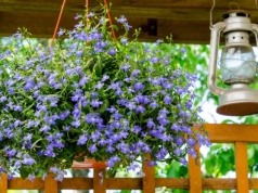 To ostatni moment na wysiew lobelii. Kwiatów będzie wiecej, niż liści