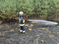 Pożar ściółki leśnej w Pakawiu