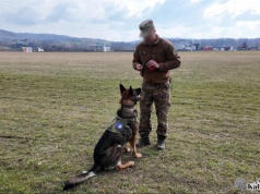 Psy z Małopolski trafiły na Ukrainę. Będą wykrywać miny i niewybuchy (Galeria)