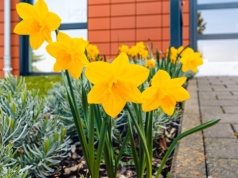 Ogrodnicy pilnują tej zasady jak oka w głowie. Dzięki temu żonkile szybko nie więdną