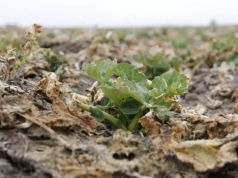 Nie każdy słaby rzepak trzeba ratować tak samo. Agronom radzi