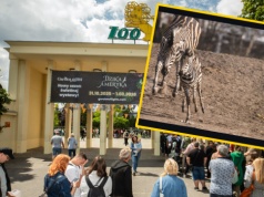 "Przełom" w zoo we Wrocławiu. Takich narodzin dawno nie było