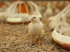 Setki tysięcy kurczaków dziennie przy granicy z Polską. Nowa inwestycja nabiera tempa