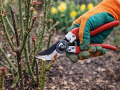 Przytnij róże dokładnie w ten sposób. Latem bujnie obsypią się kwiatami