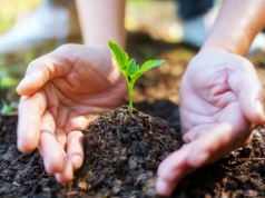 Uważaj, co sadzisz w ogrodzie. Piękna roślina, za którą słono zapłacisz