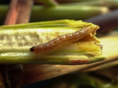 Presja szkodników  w monokulturze kukurydzy. Efekt rolniczej rutyny