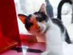 Nadchodzi obowiązkowa rejestracja i czipowanie kotów