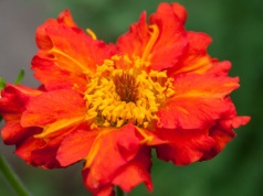 Posadź je już teraz, a ogród eksploduje kolorem. Rośliny, które nie boją się chłodu