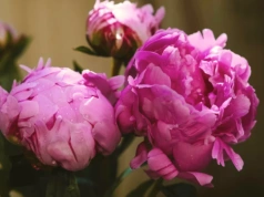 Wystarczy łyżeczka na pięć litrów wody. Podlej jeszcze w marcu na bujne kwitnienie