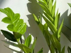 Rozpuść w wodzie i podlej zamiokulkasa. Ten trik znów zaczyna działać