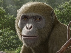 Małpa sprzed 18 milionów lat miesza w teorii ewolucji. Jej szczątki spoczywały w miejscu, na które nikt nie zwracał uwagi