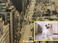 Seria tragicznych zdarzeń. Zaczęło się od spadającego z balkonu psa