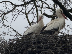 Bocianie królestwo w Bierkowie. Tu rządzą skrzydlaci mieszkańcy