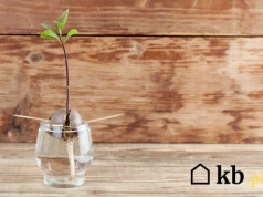 Awokado z pestki nie chce rosnąć? Najczęściej to wina tego błędu