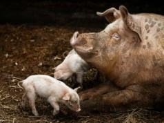 Gdzie jest ASF? Media wiedzą szybciej niż urzędnicy