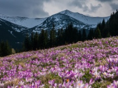 Wybierasz się w Tatry, by zobaczyć krokusy? Mamy złą wiadomość